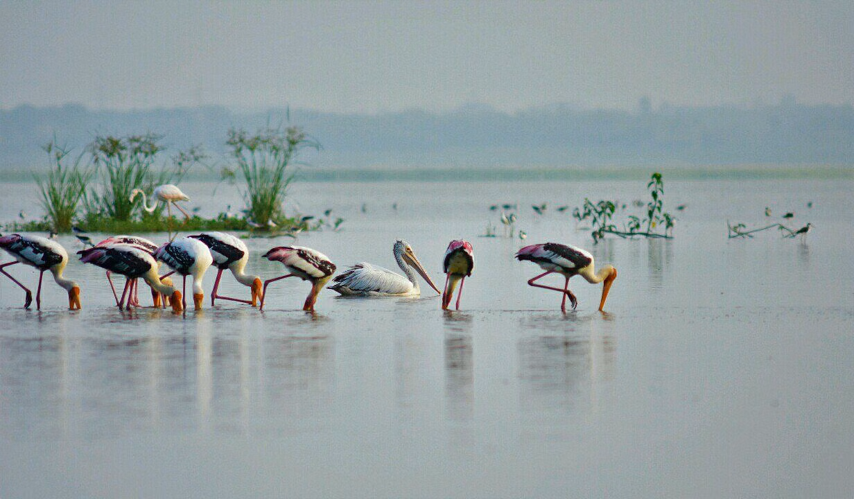 Ousteri Wetland and National Park